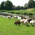 B&B Swaluw's kiek
