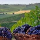 La Piccola Scoperta