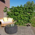 De Brembroeken