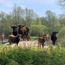 Slapen op de Waal