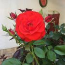 Farmotel Stefania - Double deluxe room with furnished balcony