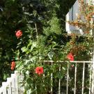 "Road to the Forest" Guesthouse