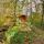 Tiny house Libelle