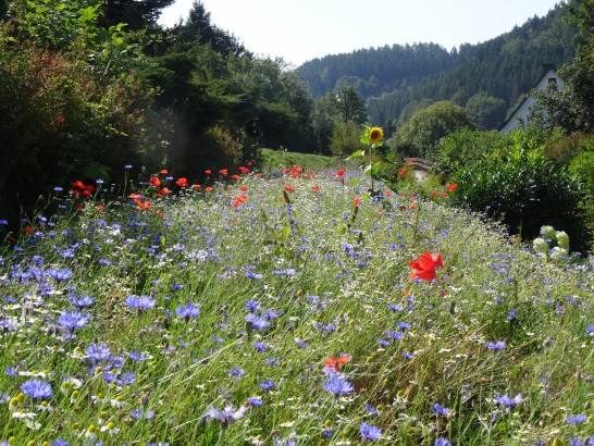 The Conscious Farmer Bed and Breakfast