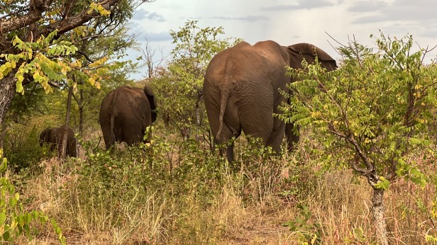 Adrenaline Lodge and Tours