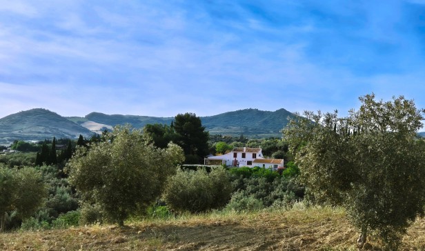 Finca Amorosa