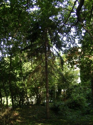 "Road to the Forest" Guesthouse