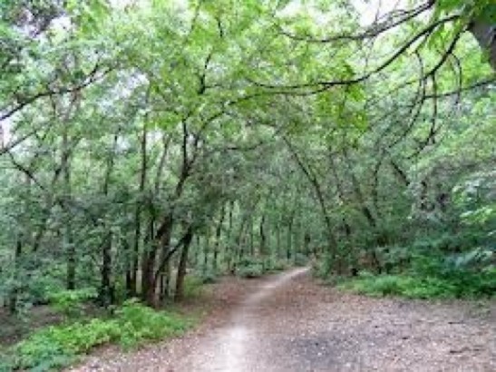 "Road to the Forest" Guesthouse