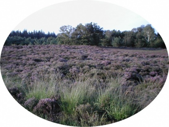 Heidezicht